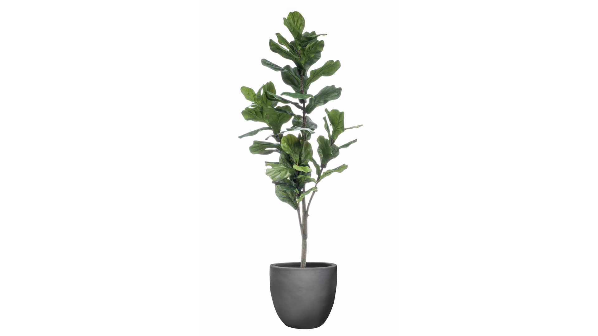 CJ Decor plantas,CJ Decor arvores,CJ Decor flores,CJ Decor verde